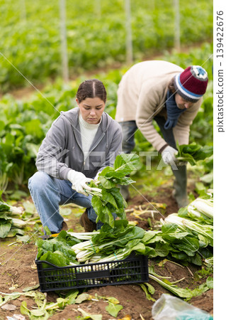 Farm worker collects chard in containers 139422676