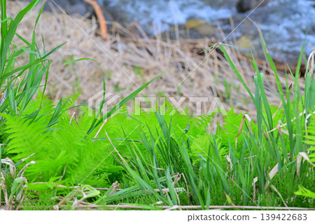 A lush, green landscape along a stream at the foot of Toma Plateau, Tokamachi City, Niigata Prefecture A lush, green landscape along a stream at the foot of Toma Plateau, Tokamachi City, Niigata Prefecture 139422683