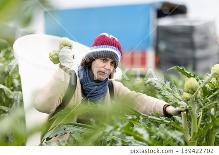 Middle-aged man harvesting artichoke on agricultural field Middle-aged man harvesting artichoke on agricultural field 139422702