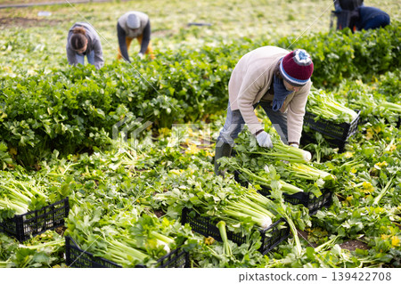 Man farmer woman harvests organic celery at farm plantation Man farmer woman harvests organic celery at farm plantation 139422708