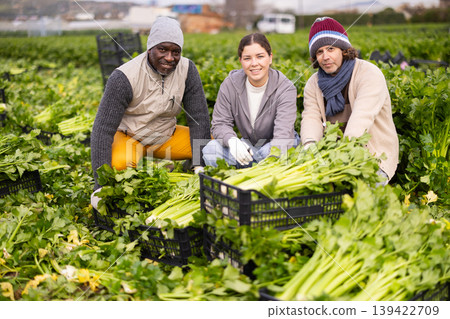 Group of positive workers squatting near vegetable boxes on a farm Group of positive workers squatting near vegetable boxes on a farm 139422709