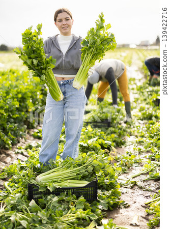 Hired girl worker with team in field harvesting celery. Hired girl worker with team in field harvesting celery. 139422716