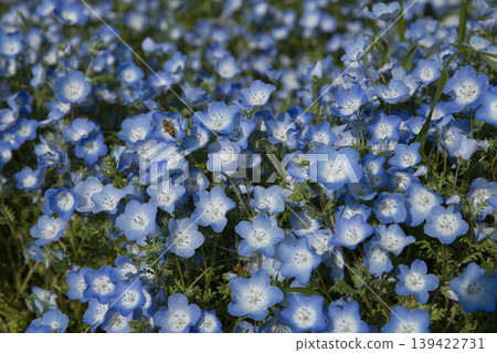 48 Nemophila flowers blooming at the roadside station Agri Park Ryuo 139422731