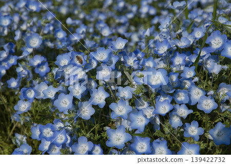 49 Nemophila flowers blooming at the roadside station Agri Park Ryuo 139422732