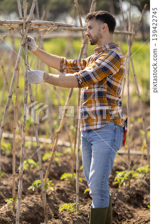 Man secures stands for tomato and cucumber seedlings in garden. Man secures stands for tomato and cucumber seedlings in garden. 139422745