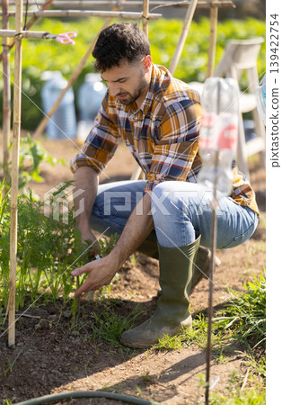 Young man trimming green sprouts on farm field Young man trimming green sprouts on farm field 139422754