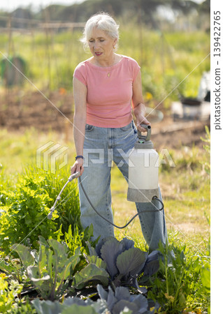 Elderly woman sprays tomato seedlings with insecticide in garden. 139422765