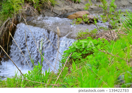 A lush, green landscape along a stream at the foot of Toma Plateau, Tokamachi City, Niigata Prefecture A lush, green landscape along a stream at the foot of Toma Plateau, Tokamachi City, Niigata Prefecture 139422783