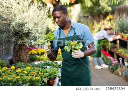 African american floriculturist arranging pots with blooming calendula African american floriculturist arranging pots with blooming calendula 139422804