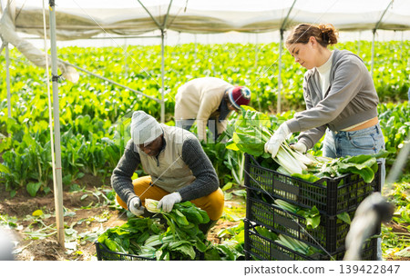 Hired girl worker with team in greenhouse harvesting chard 139422847