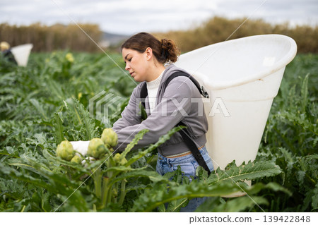Female worker picks ripe artichokes in farmer field Female worker picks ripe artichokes in farmer field 139422848