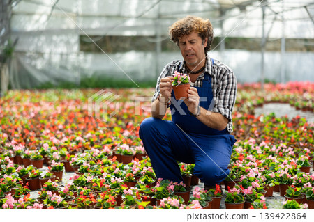 Male florist tending begonia flowers in greenhouse Male florist tending begonia flowers in greenhouse 139422864