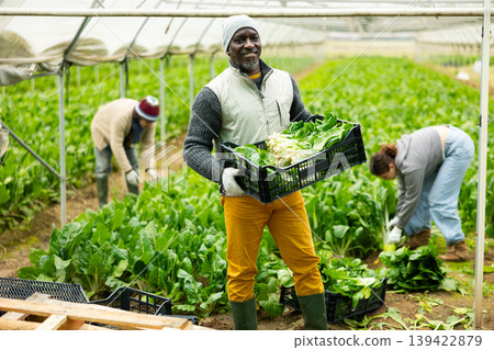 Middle-aged man holding plastic crate with chard 139422879