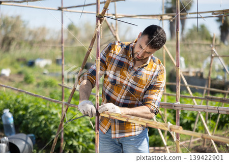 Young man making bamboo plant supports on farm plantation Young man making bamboo plant supports on farm plantation 139422901