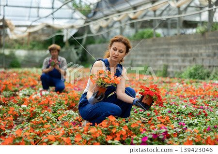 female worker holds a red and orange balsam flower in her hands. female worker holds a red and orange balsam flower in her hands. 139423046