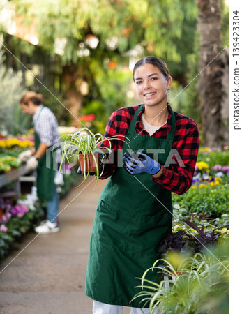 Female florist in apron taking care of potted flowers in flower shop Female florist in apron taking care of potted flowers in flower shop 139423304
