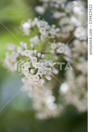 The white flowers of the Viburnum odoratissimum are in bloom. The white flowers of the Viburnum odoratissimum are in bloom. 139423422