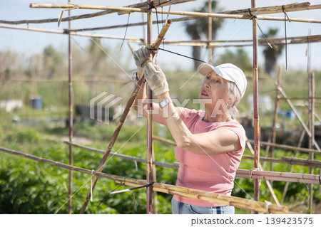 Elderly woman making bamboo plant supports on farm plantation Elderly woman making bamboo plant supports on farm plantation 139423575