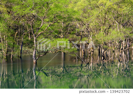 Beautiful submerged forest bathed in the morning sun, with lush greenery - Waga River, Iwate Prefecture Beautiful submerged forest bathed in the morning sun, with lush greenery - Waga River, Iwate Prefecture 139423702