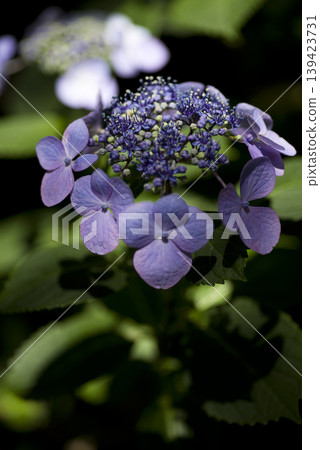 Hydrangea flowers are in bloom in the hydrangea garden. The name of this hydrangea is Gaku hydrangea. 139423731