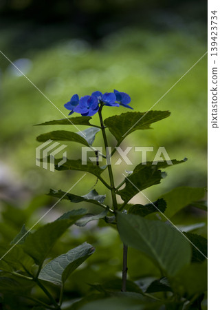 Hydrangea flowers are in bloom in the hydrangea garden. The name of this hydrangea is Gaku hydrangea. 139423734