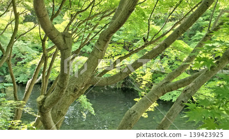 德川庭園,有鵯鳥和老虎尾巴的小溪 / 照片 德川庭園,有鵯鳥和老虎尾巴的小溪 / 照片 139423925