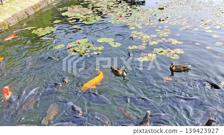 德川庭園龍泉湖中的鴨子和鯉魚 / 照片 德川庭園龍泉湖中的鴨子和鯉魚 / 照片 139423927