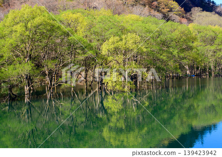 清晨的陽光灑在岩手縣和賀川河面上鬱鬱蔥蔥的美麗森林上。 清晨的陽光灑在岩手縣和賀川河面上鬱鬱蔥蔥的美麗森林上。 139423942