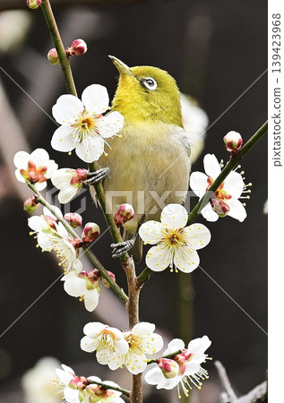 Plum blossom and white-eye Plum blossom and white-eye 139423968