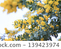 Mimosa swaying in the wind 139423974