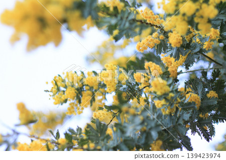 Mimosa swaying in the wind 139423974