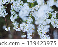 Yukiyanagi in full bloom 139423975