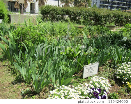 The leaves and white flowers of the German iris that bloom in May are the same as those of the North Pole daisy. The leaves and white flowers of the German iris that bloom in May are the same as those of the North Pole daisy. 139424090
