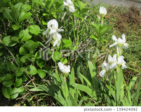 White iris flowers in a flowerbed on the way to the Kojima Flower Society's flower garden. 139424092