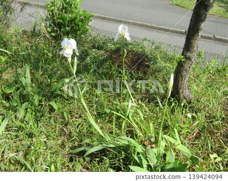 White iris flowers in a flowerbed on the way to the Kojima Flower Society's flower garden. 139424094