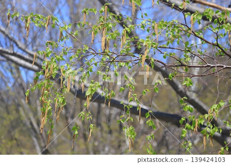 Trees in Hokkaido in full bloom: Birch blossoms 139424103