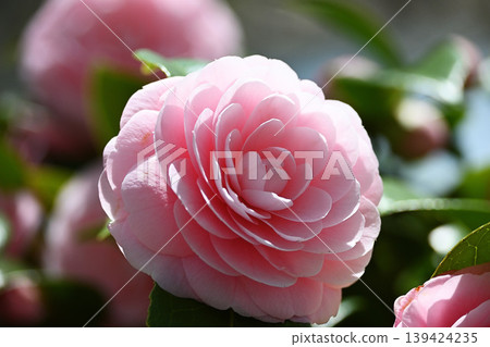 Beautiful Pink Maiden Beautiful Pink Maiden 139424235