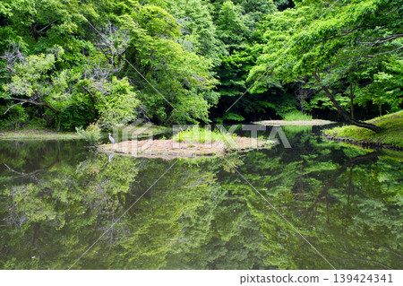[Kanagawa Prefecture] Waterfowl Pond at Zama Yatoyama Park 139424341