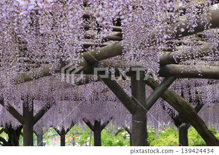 Fujitana / Nishiarai Daishi [Adachi-ku, Tokyo] 139424434