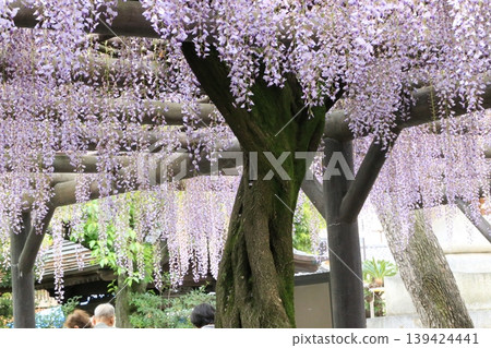 Fujitana / Nishiarai Daishi [Adachi-ku, Tokyo] 139424441