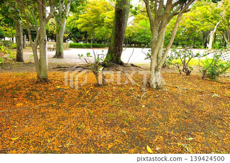 A park scene on an autumn morning with osmanthus blossoms falling. A park scene on an autumn morning with osmanthus blossoms falling. 139424500