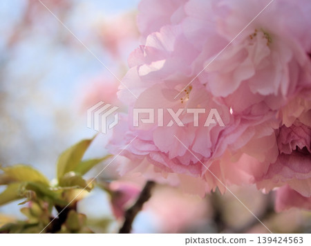 The beautiful Satozakura "Edo" bloomed in sunny April. 139424563