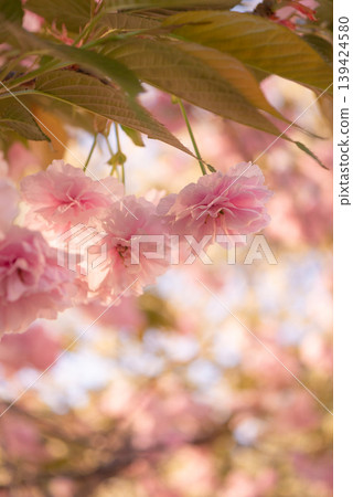 Double-flowered cherry blossoms in full bloom announce the arrival of spring. [Spring] 139424580