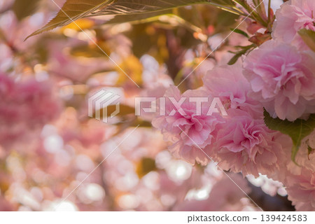Double-flowered cherry blossoms in full bloom announce the arrival of spring. [Spring] 139424583
