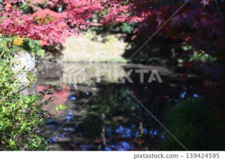 [京都]龜岡桑山神社的秋葉 139424595