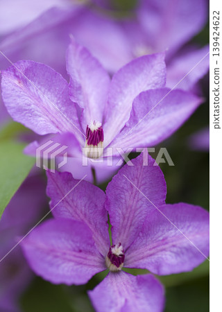 粉紅色的鐵線蓮花開了。品種名稱是布茹伯爵夫人(Comtesse de Bujou)。 粉紅色的鐵線蓮花開了。品種名稱是布茹伯爵夫人(Comtesse de Bujou)。 139424622