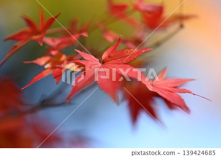 Macro close-up of autumn leaves Macro close-up of autumn leaves 139424685