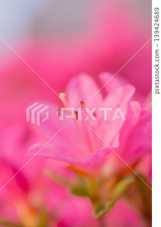 Pink azaleas blooming in the spring sunshine [Spring] 139424689