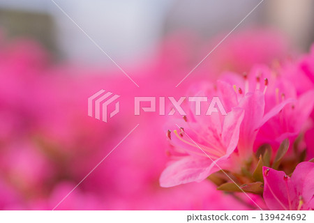 Pink azaleas blooming in the spring sunshine [Spring] 139424692
