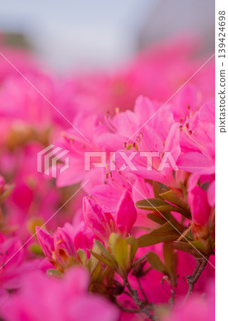 春日陽光下盛開的粉紅杜鵑花 [春季] 139424698